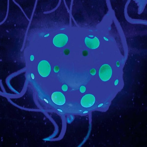 discovery-mindblown-stem-jellyfish-aquarium-lamp-32306066128983_720x